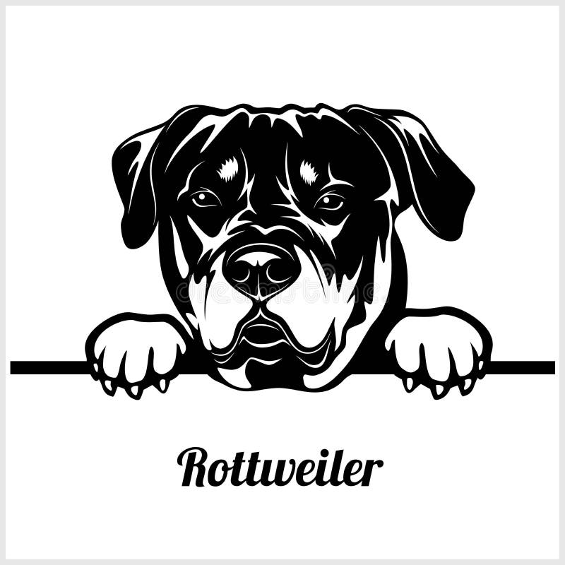 Rottweiler - σκυλιά κρυφοκοιτάγματος - κεφάλι προσώπου φυλής που απομονώνεται στο λευκό ελεύθερη απεικόνιση δικαιώματος